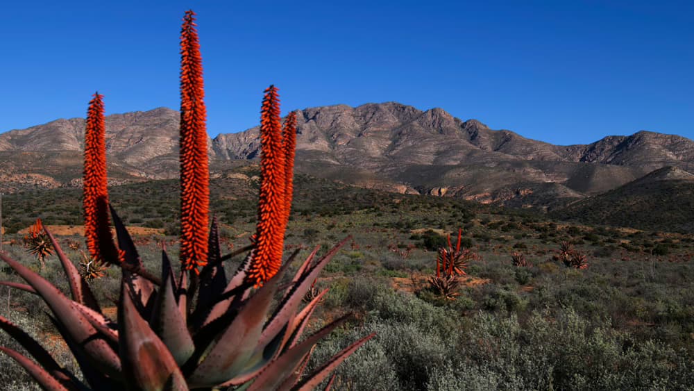 Aloe africana in bloom
